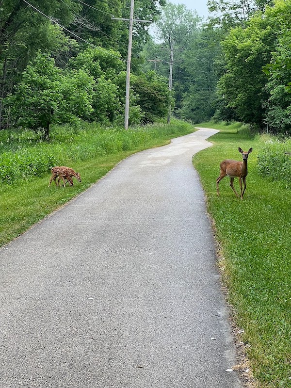 Deer along Wisconsin’s Ozaukee Interurban Trail | Photo courtesy Grafton Area Chamber of Commerce