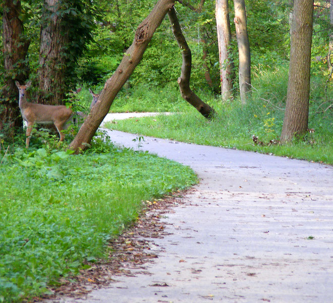 Deer along the Clinton River Park Trail | Photo by Dan Pieniak