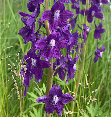 Dwarf Larkspur on the Roberts Pass Trail | Photo by Amy Collins-Warfield