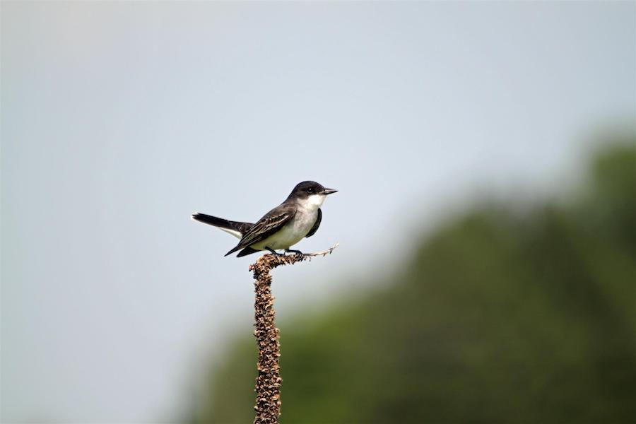 Eastern Kingbird along the Cowboy Trail west of Long Pine | Photo by TrailLink user kward1234561
