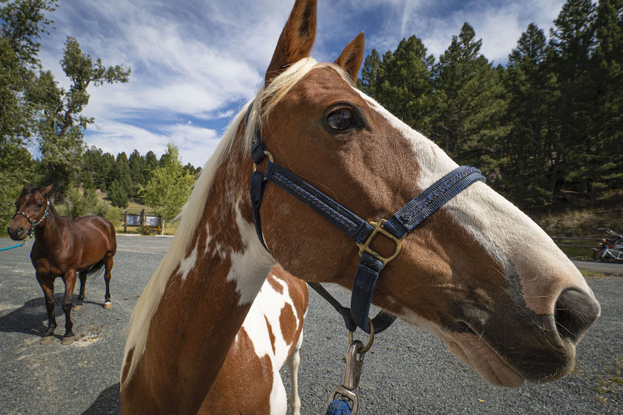 Former Recreation Forester Jocelyn Dodge prepares her horse for a ride | Photo by Preston Keres, courtesy USDA Forest Service