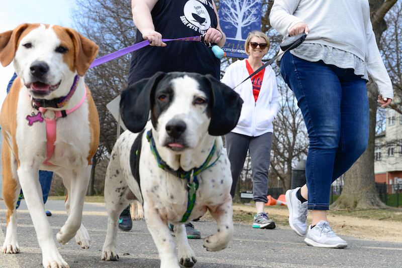 Pennsauken, NJ(March 14, 2016)-----The trail that circles Cooper River Park, part of the Camden Greenway, is enjoyed by cyclists, joggers and four-leggeds. Woman in the background is Lauren Stewart, walking with her daughters and dogs. (PHOTO: Laura Pedrick/AP Images for the Rails to Trails Magazine)