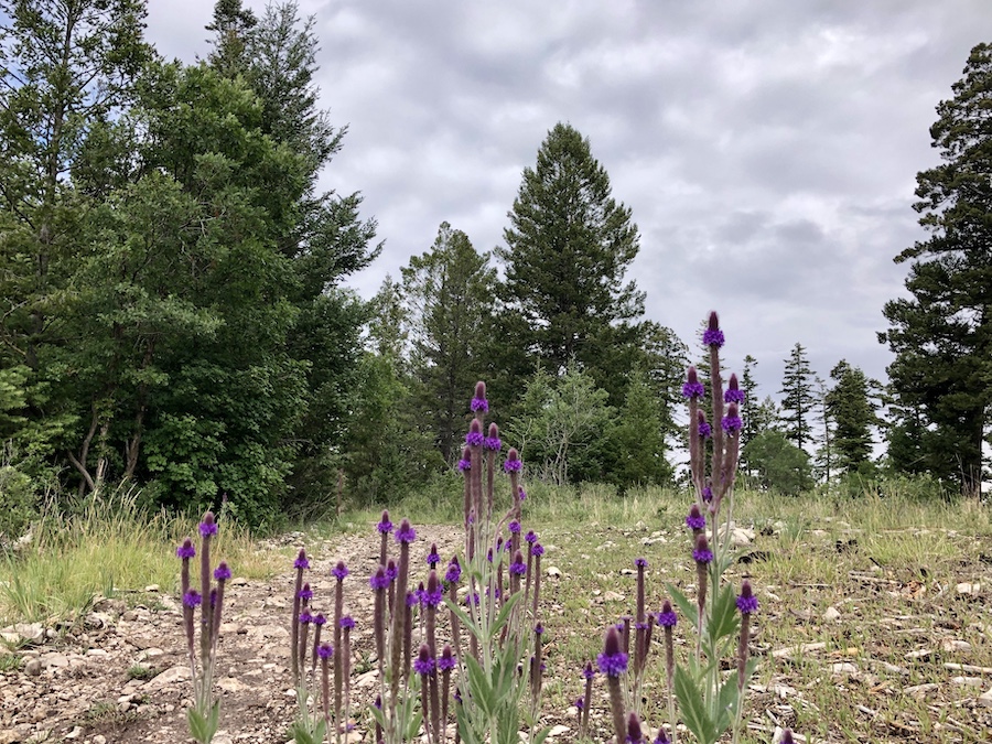 Hiking to southern New Mexico’s Mexican Canyon Trestle comes with a number of beautiful scenes, such as the wildflowers growing along the Village Spur Trail near the town of Cloudcroft. The trestle is located in the Sacramento Mountains in Lincoln National Forest. | Photo by Cindy Barks