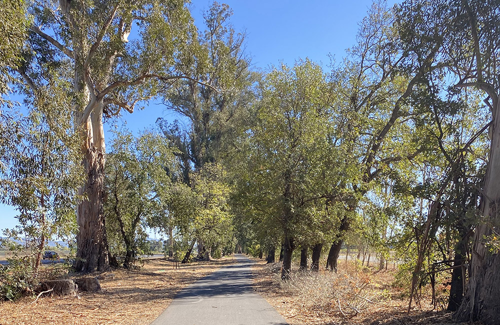 Hollie S. on Napa Valley Vine Trail | Photo by Hollie S.