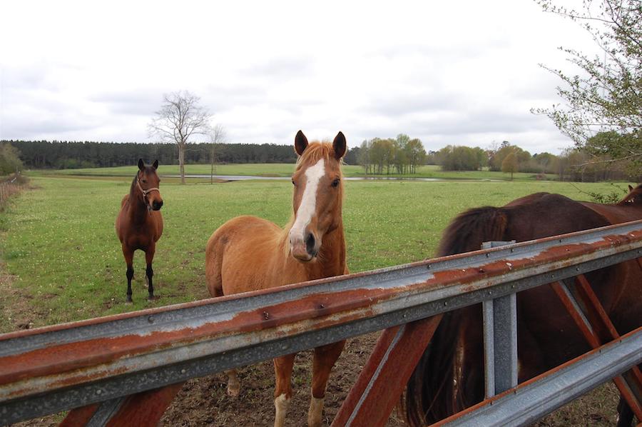 Horses along the Longleaf Trace | Photo by TrailLink user jake.lynch.1426