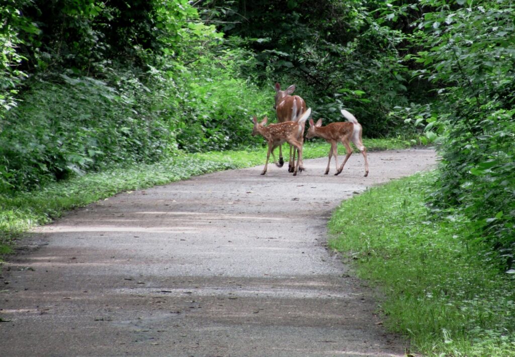 Iowa's Cedar Valley Nature Trail | Photo by Joan Nanke, courtesy Cedar Falls Tourism