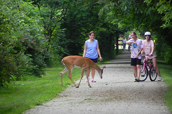 It's common to see deer on the Montour Trail especially near dusk. | Photo by Deb Thompson
