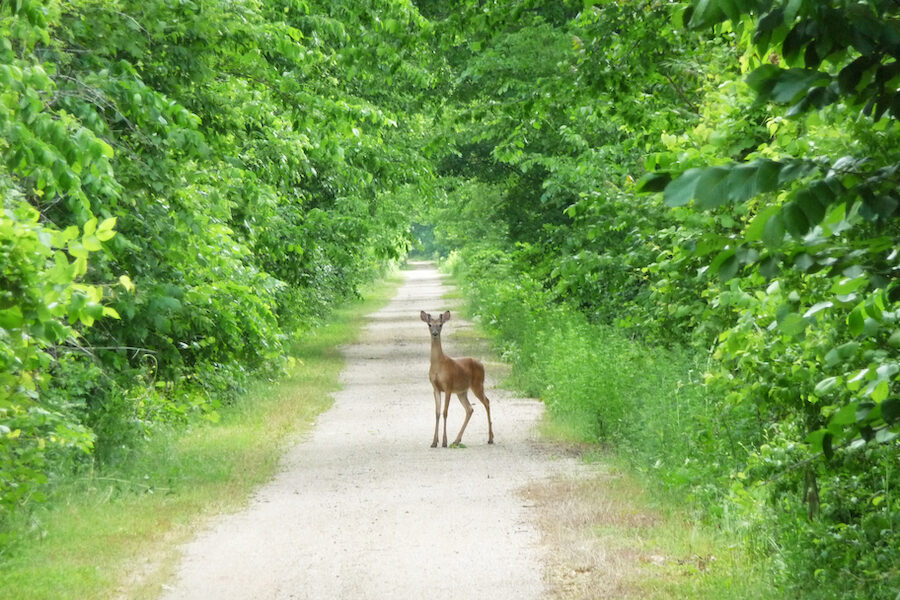 Kansas' Prairie Spirit Rail Trail | Photo by Trent McCown