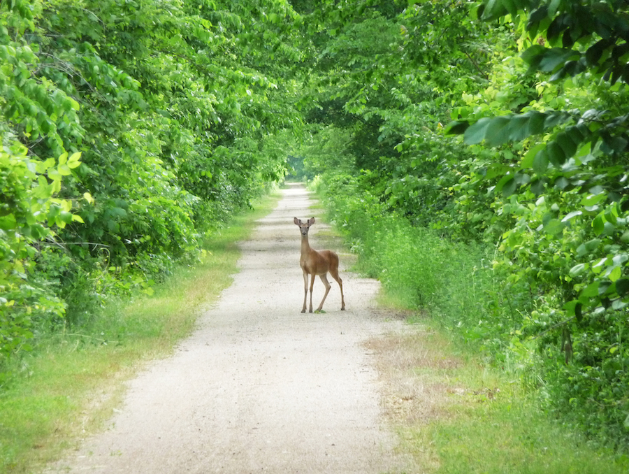 Kansas' Prairie Spirit Rail Trail | Photo by Trent McCown