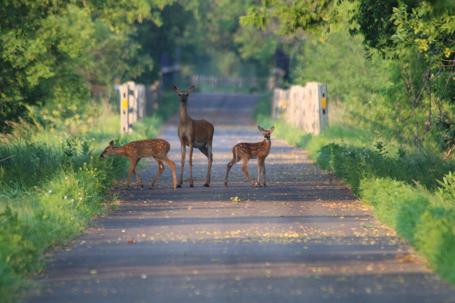 Lake Wobegon Trail in Minnesota | Photo courtesy Stearns County Parks
