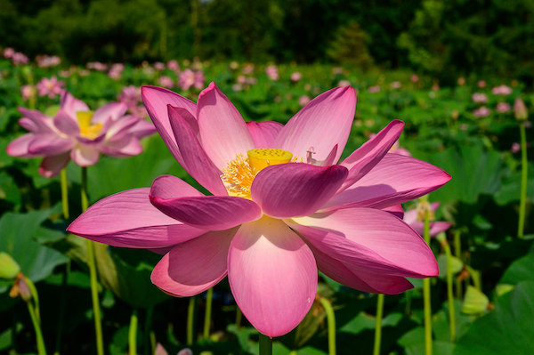 Lotus blossom at Kenilworth Aquatic Gardens | Photo by Tim Ervin, courtesy Friends of Kenilworth Aquatic Gardens