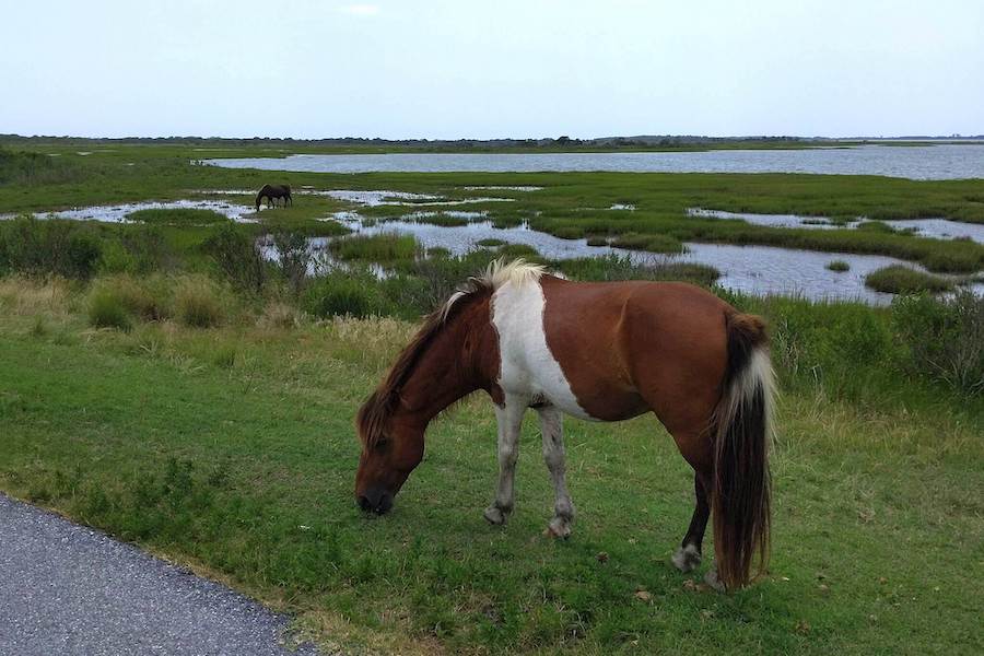 Maryland's Assateague Island Bike Path | Photo by TrailLink user jmcginnis12