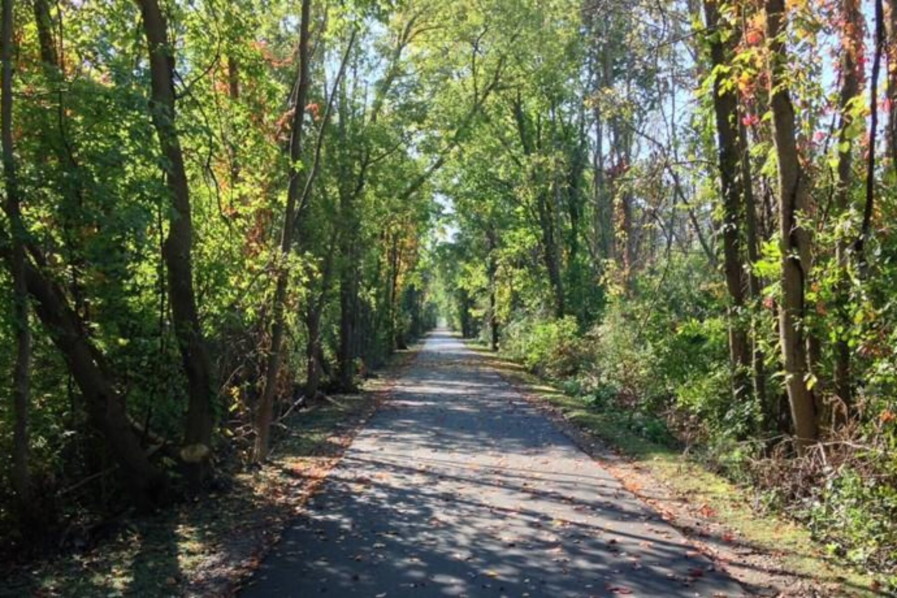 Massive trees line the SCTBCC, providing shade in the warm months and a virtual kaleidoscope of colors during the fall. | Photo courtesy Heidi Bulger.