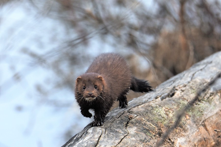 Mink seen along Iowa's High Trestle Trail | Photo by Marlen Kemmet