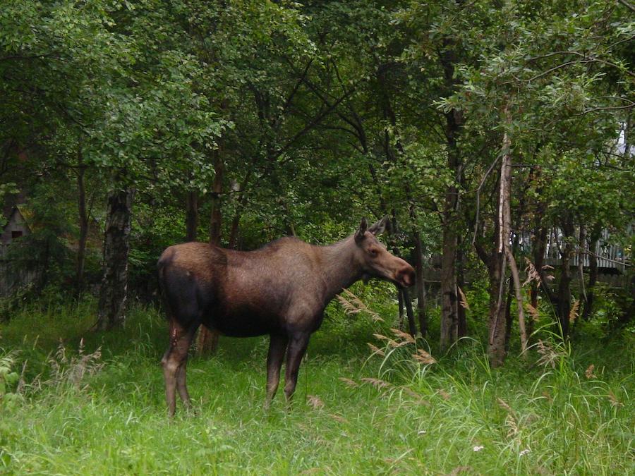 Moose in Anchorage | Courtesy Anchorage Park Foundation