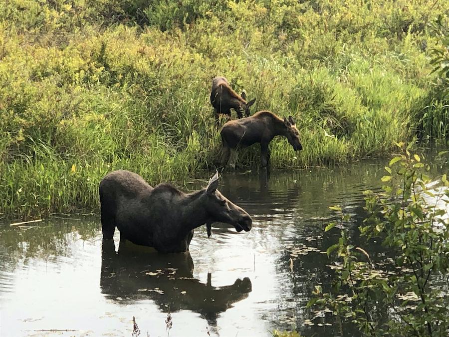 Moose seen from Idaho's Trail of the Coeur d'Alenes | Photo by TrailLink user debimiller91
