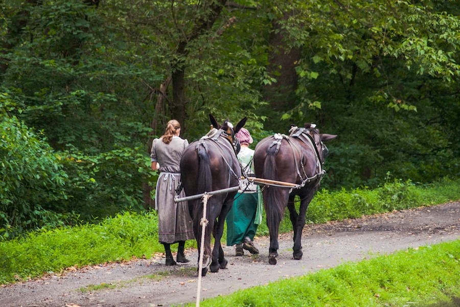 Mules pull the Josiah White II along the D&L Trail in Hugh Moore Park | Photo by Dave Reese