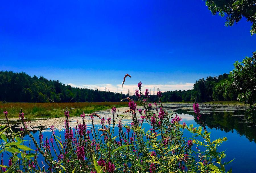 Nashua River Rail Trail | Photo by TrailLink user terezajaquez