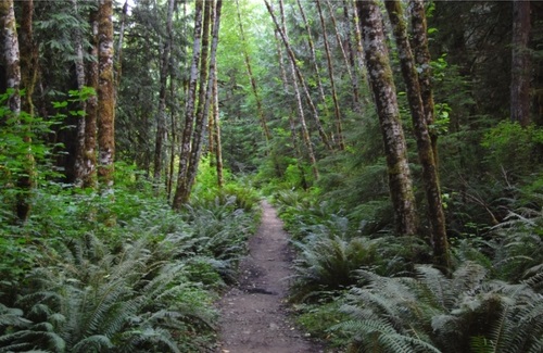 Olympic Discovery Spruce Railroad Trail in Olympic National Park, Washington | Photo courtesy ericncindy24 | CC by 2.0