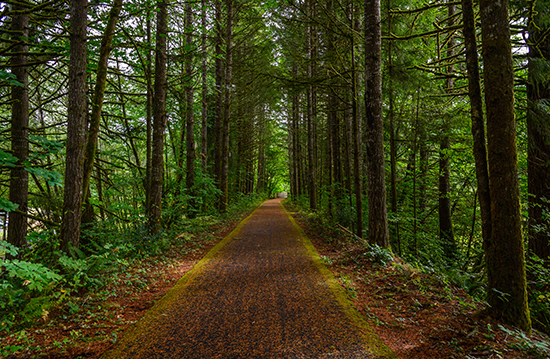Oregon's Banks-Vernonia State Trail | Photo by Joshua Zhu