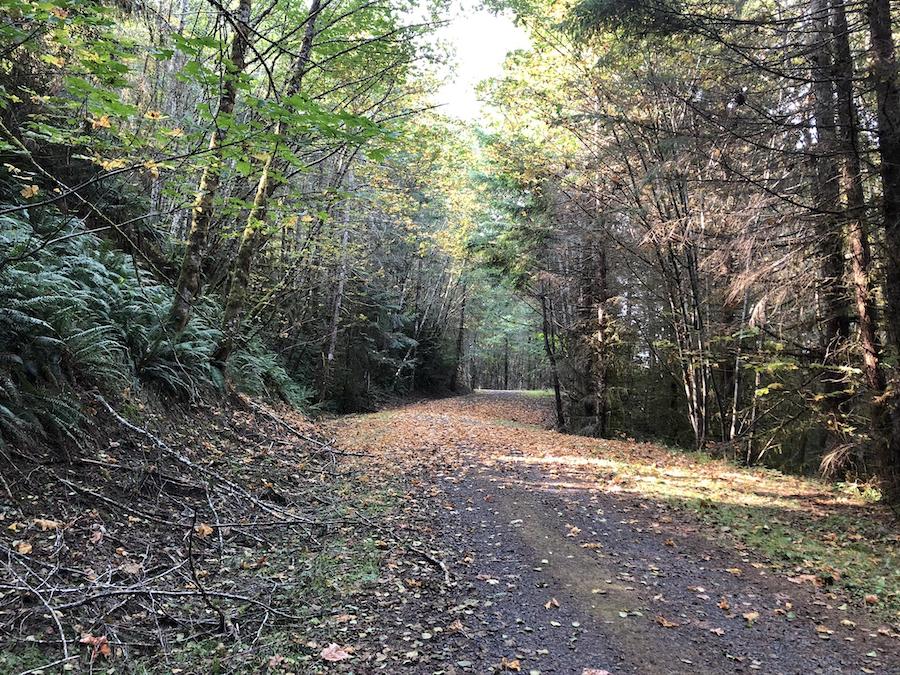 Oregon's Crown Zellerbach Trail | Photo by TrailLink user mark.uhart