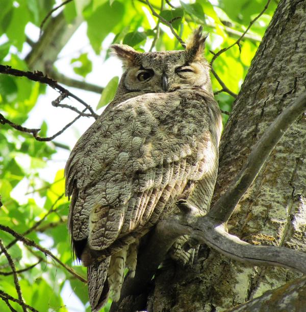 Owl along Idaho's Boise River Greenbelt | Photo by TrailLink user shellycurtis