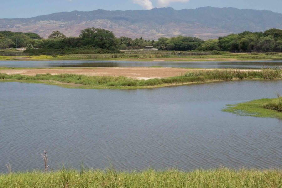 Pearl Harbor National Wildlife Refuge | Photo courtesy USFWS - Pacific Region | CC BY-NC 2.0