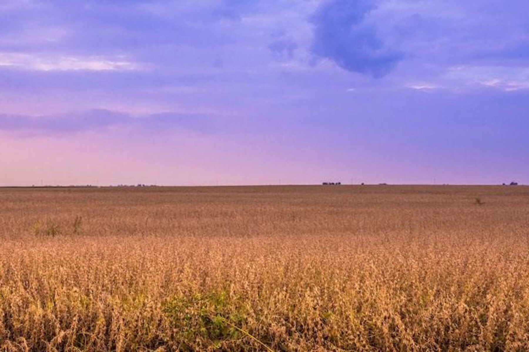 Prairie Grassland along the Heartland Pathways in Illinois | Photo by Chris Bucher
