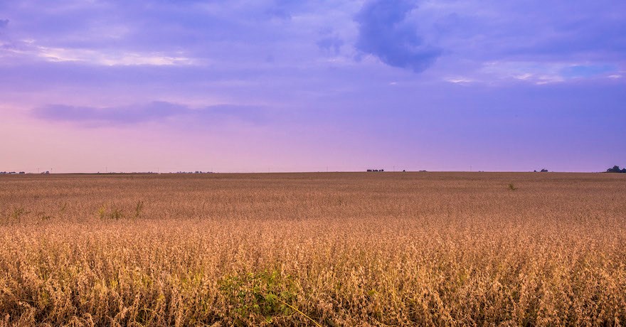 Prairie Grassland along the Heartland Pathways in Illinois | Photo by Chris Bucher