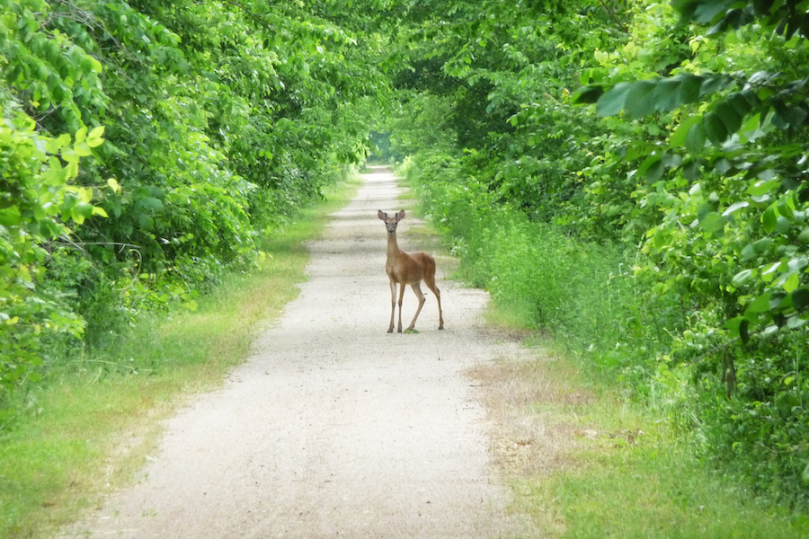 Prairie Spirit Rail Trail | Photo by Trent McCown