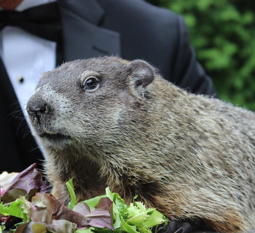 Punxsutawney Phil | Courtesy of the Punxsutawney Groundhog Club Inc.