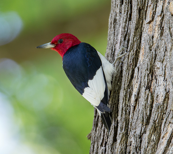Red-headed Woodpecker | Photo by benjaminjk, courtesy iStock
