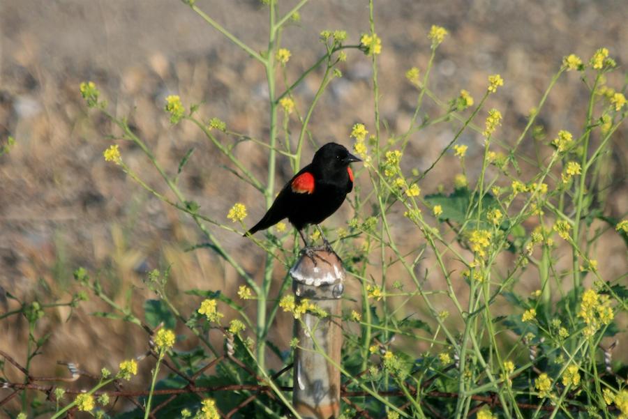 Red-winged blackbird along California's Coyote Creek Trail | Photo by TrailLink user vikemaze
