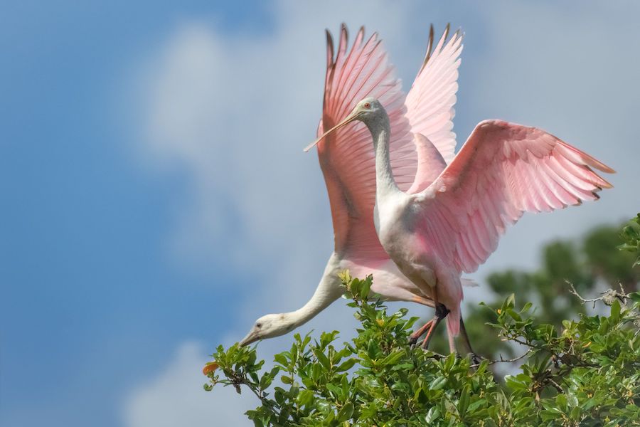 Roseate spoonbills along South Carolina's Spanish Moss Trail | Photo by Kelley Luikey, courtesy naturemuseimagery.com