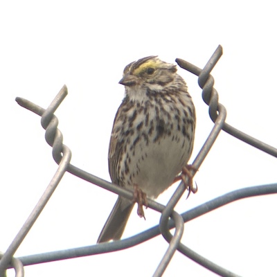 Savannah Sparrow | Photo by Amy Collins-Warfield