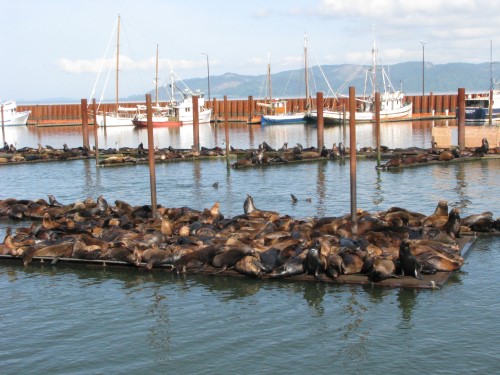 Sea lions on the docks near the Astoria Riverwalk, Ore. | Photo courtesy Astoria Warrenton Area Chamber of Commerce