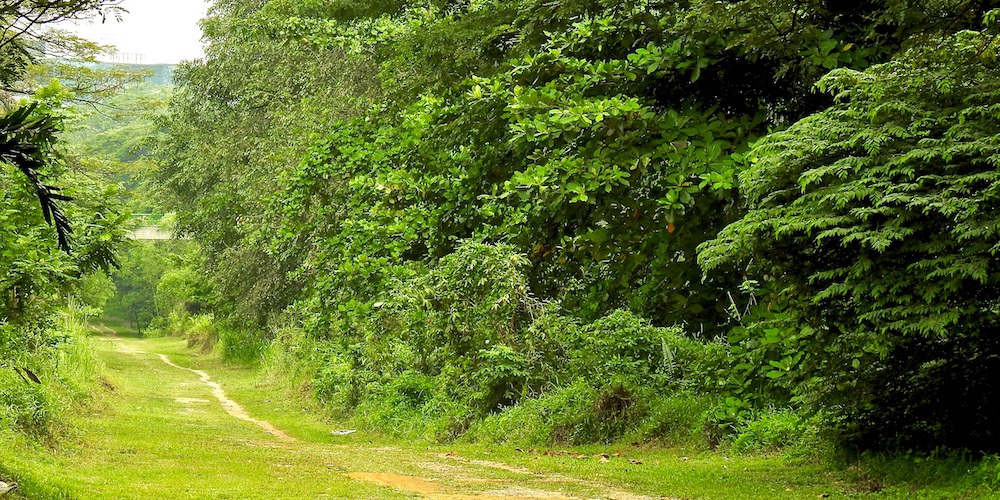 Singapore's Green Corridor | Photo by Remko Tanis