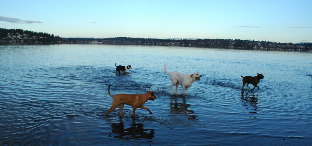 Splashing in Lake Washington at Magnuson Dog Park near the Burke-Gilman Trail | Photo Courtesy Flickr user Wonderlane