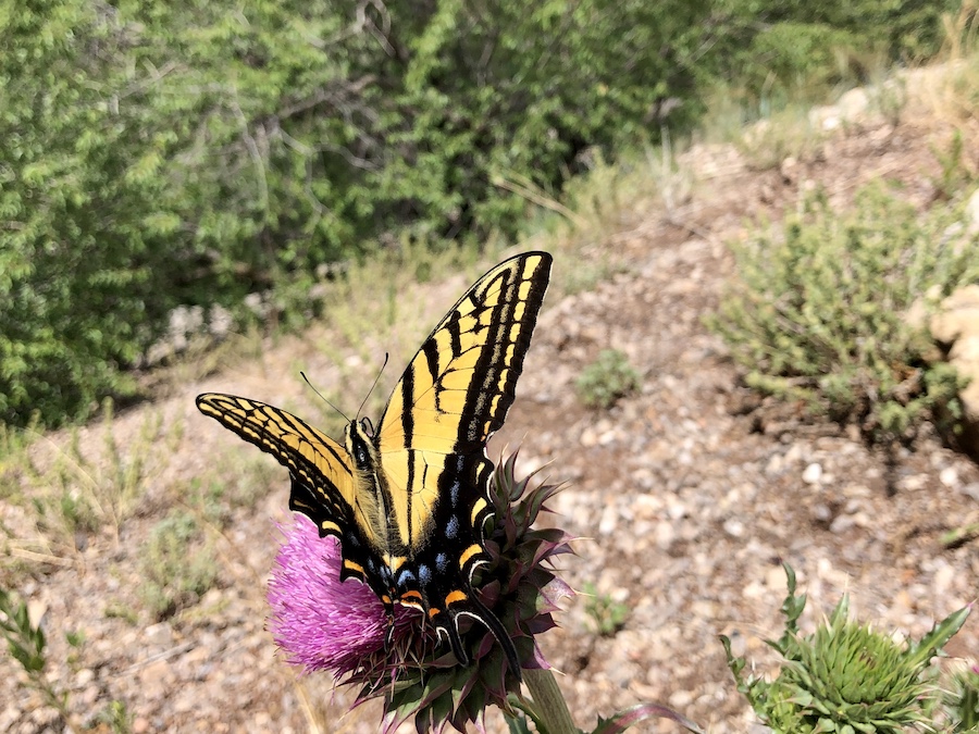 Summer brings lush greenery, wildflowers, thistles and butterflies to the area around the Cloud-Climbing Trestle Trail in southern New Mexico. The overlook along Highway 82 near Cloudcroft offers sweeping views of the surrounding terrain. | Photo by Cindy Barks