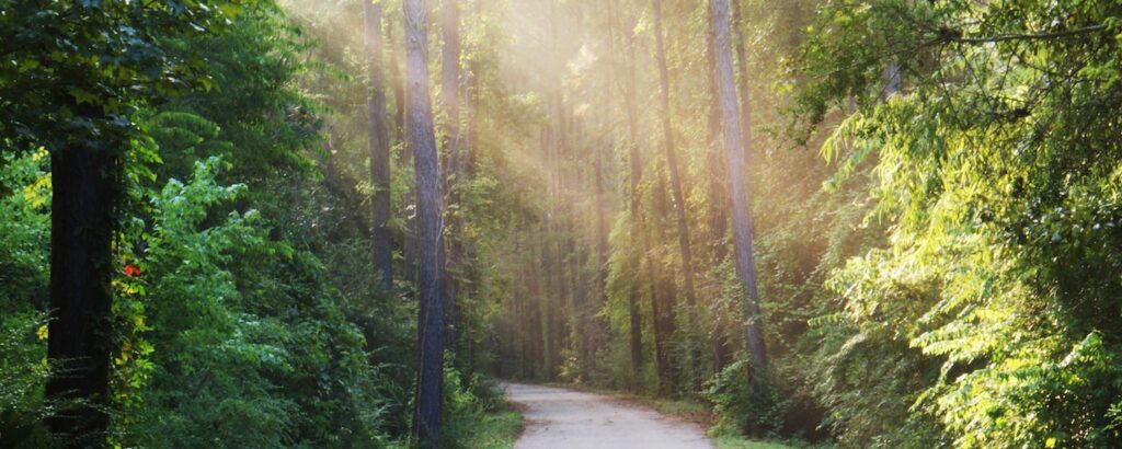 Tammany Trace woodlands | Photo by Mark Orfila
