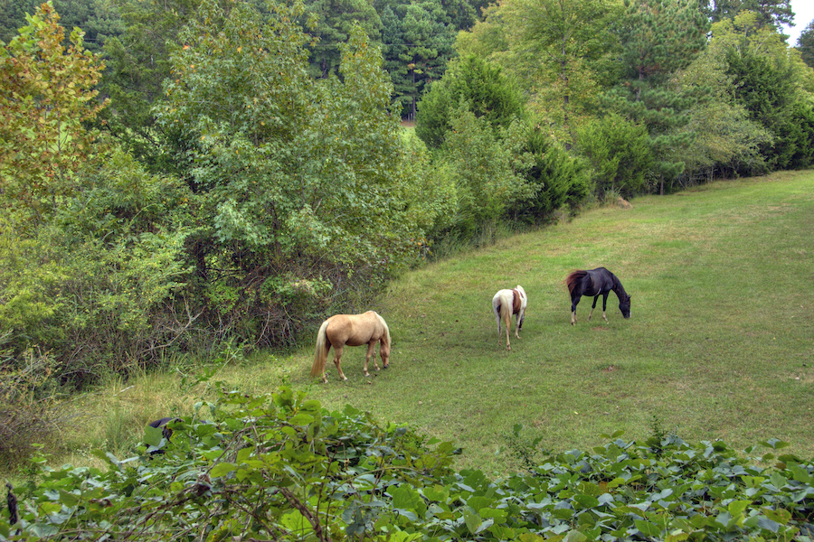 Tanglefoot Trail | Photo by Wendy Crosby, courtesy mightybus.wordpress.com