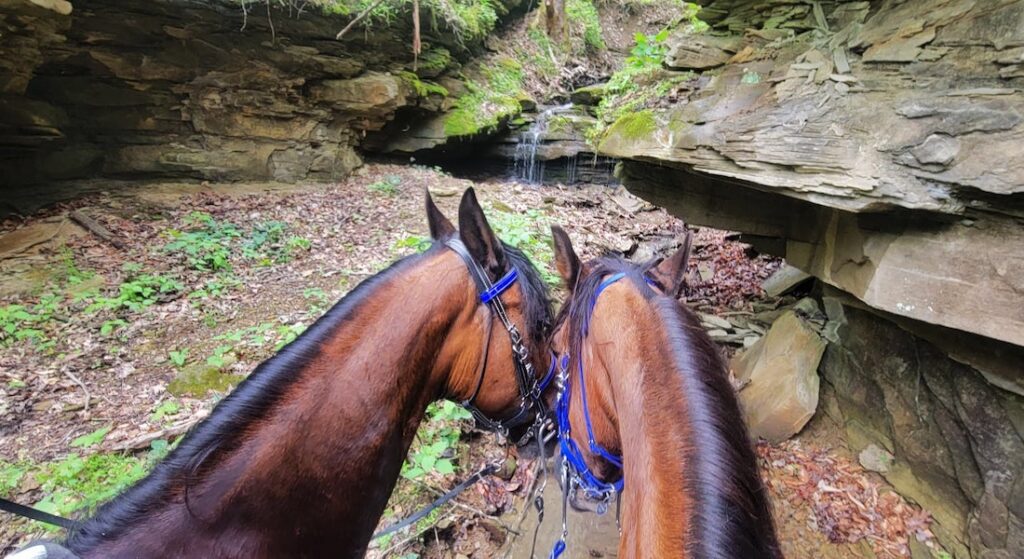 Tank and Hank exploring Kentucky's Dawkins Line Rail Trail | Photo by Tamara Hicks