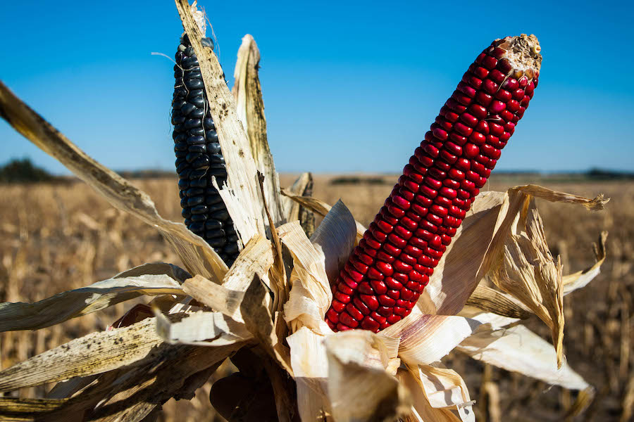 The 2014 harvest marked the first time in 137 years that Red Ponca corn was grown; blue corn from the neighboring Pawnee supplemented the crop. | Photo by Mark Hefflinger, courtesy Bold Nebraska