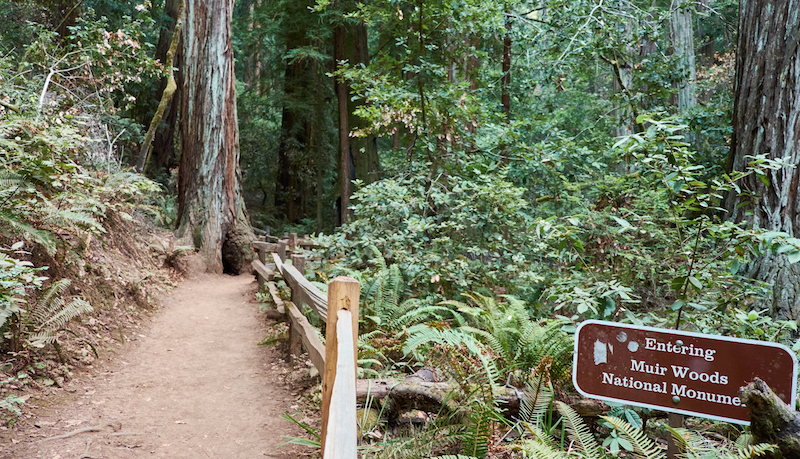 The Muir Woods old-growth trees are around 700-years-old, and have been known to grow upwards of 250 feet! | Photo by Kārlis Dambrāns | CC BY 2.0