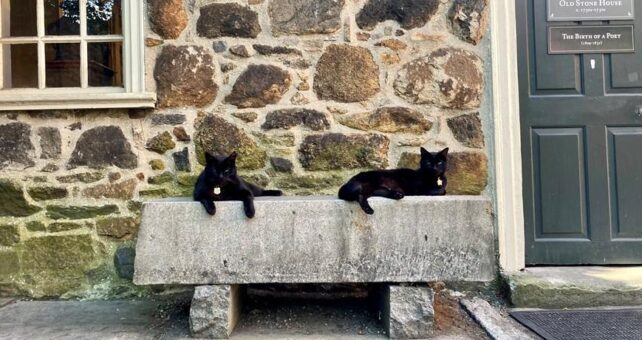 The Poe Museum and its famous kitty ambassadors, Edgar and Pluto, near the Virginia Capital Trail in Richmond | Photo courtesy The Poe Museum