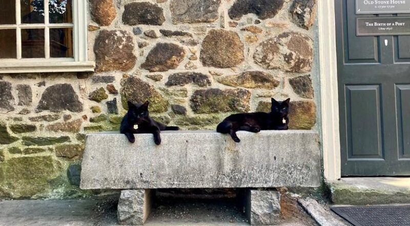 The Poe Museum and its famous kitty ambassadors, Edgar and Pluto, near the Virginia Capital Trail in Richmond | Photo courtesy The Poe Museum