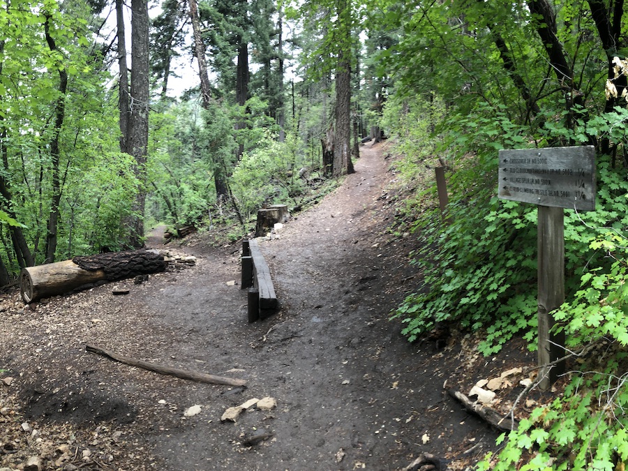 The trail to the Mexican Canyon Trestle winds through heavily forested terrain in Lincoln National Forest and includes a number of switchbacks, such as this one at the intersection of the Crossover Trail and the Cloud-Climbing Trestle Trail. | Photo by Cindy Barks