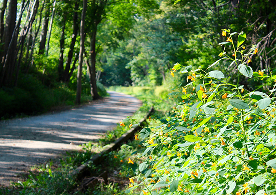 Torrey C. Brown Rail Trail | Photo by Brian J. Kopp