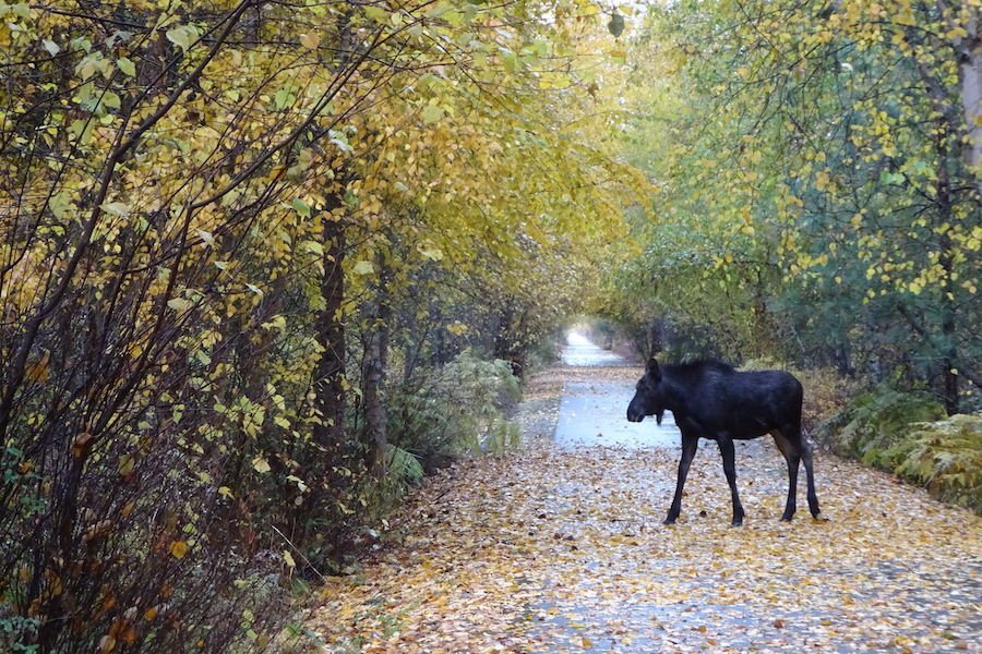 Trail of the Coeur d’Alenes | Courtesy Idaho Department of Parks and RecreationTrail of the Coeur d’Alenes | Courtesy Idaho Department of Parks and Recreation