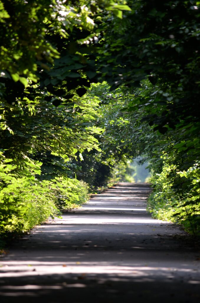 Tree-lined pathways are pleasantly cool in the summer | Photo courtesy Shelby Farms Park Conservancy